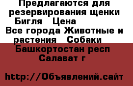 Предлагаются для резервирования щенки Бигля › Цена ­ 40 000 - Все города Животные и растения » Собаки   . Башкортостан респ.,Салават г.